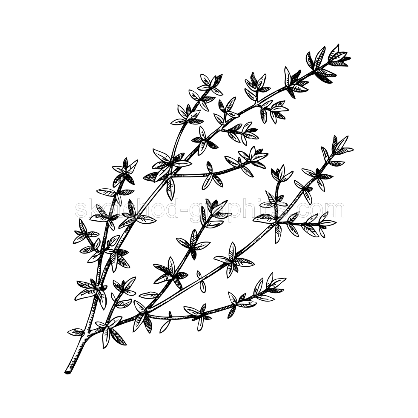 Thyme sketch. Apothecary plant, kitchen herbs drawing. Herbal remedies, medicinal plant, natural medicine hand-drawn vector illustration. NOT AI genereted Illustration